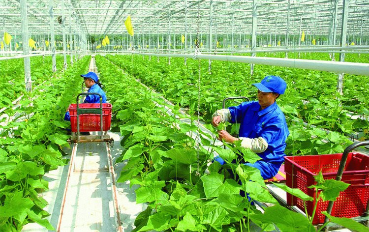 Nông nghiệp hữu cơ: Năng suất ròng là thước đo thực tế 