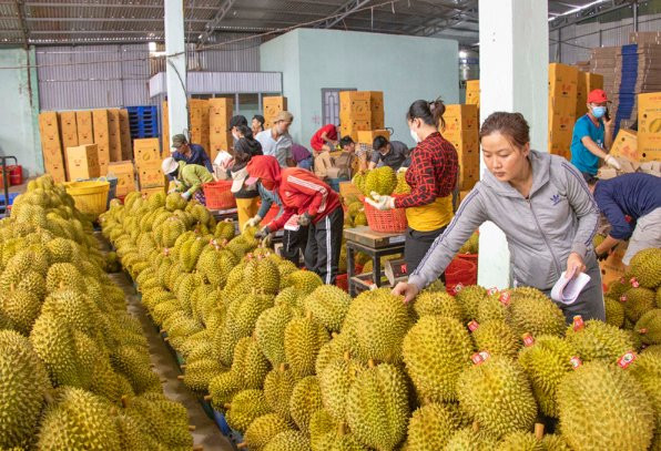 Rau quả Việt 2026: Coi chừng ‘sập bẫy’ tự mãn tại thị trường Trung Quốc