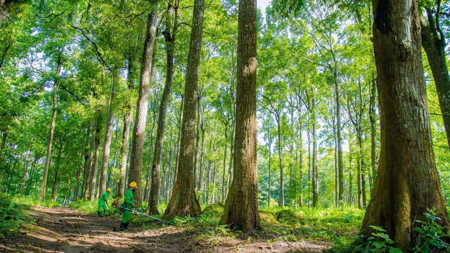 Hàng triệu tấn Carbon Tây Nguyên: Từ áp lực môi trường thành 'mỏ vàng' sinh kế