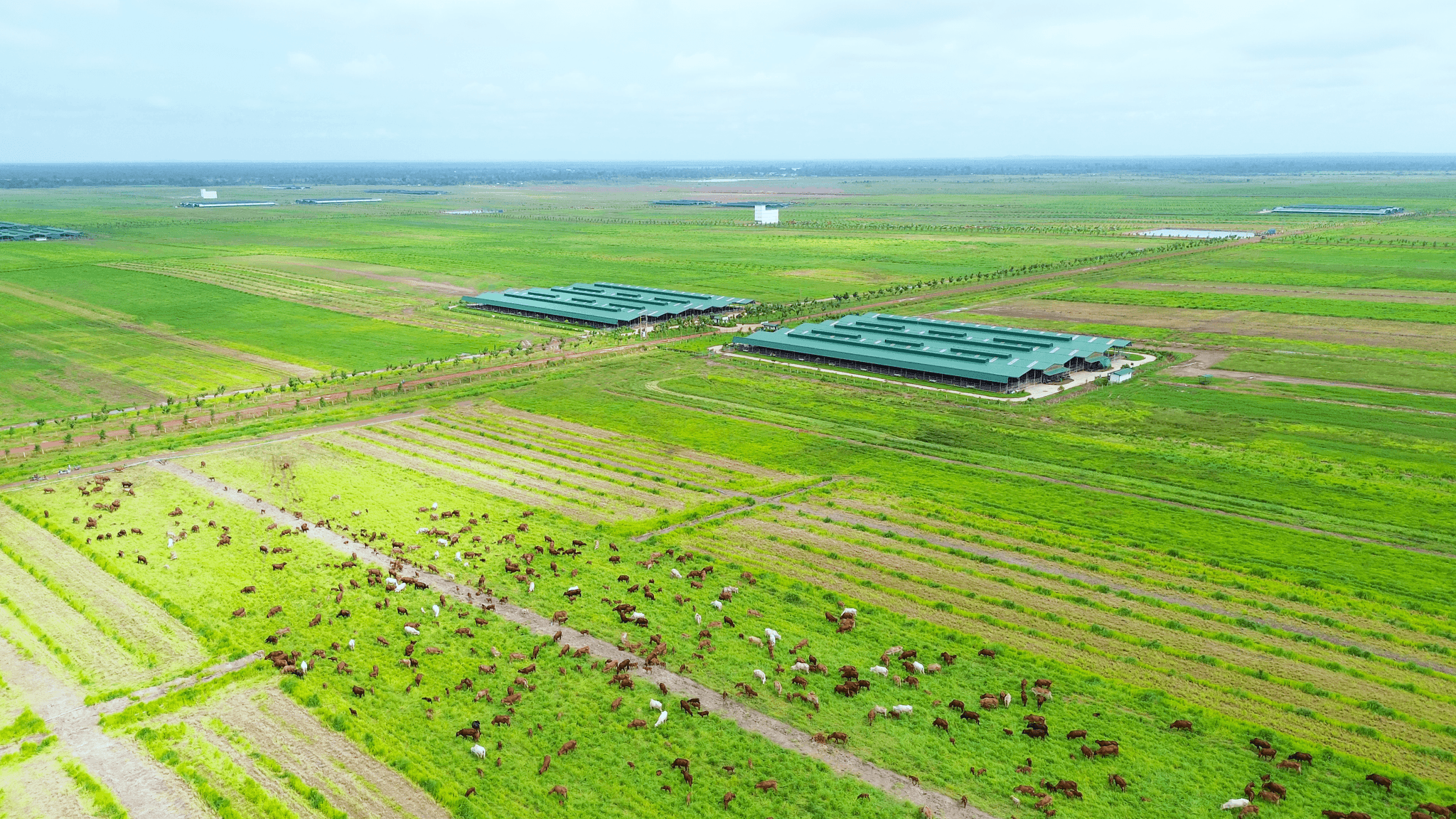 3. Xí nghiệp chăn nuôi bò ở Koun Mom