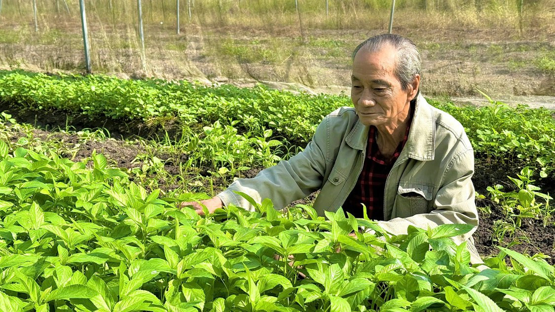 Lão nông U70: Từ ý định 'cho không' gia sản đến kỳ tích rau sạch giữa đất thép