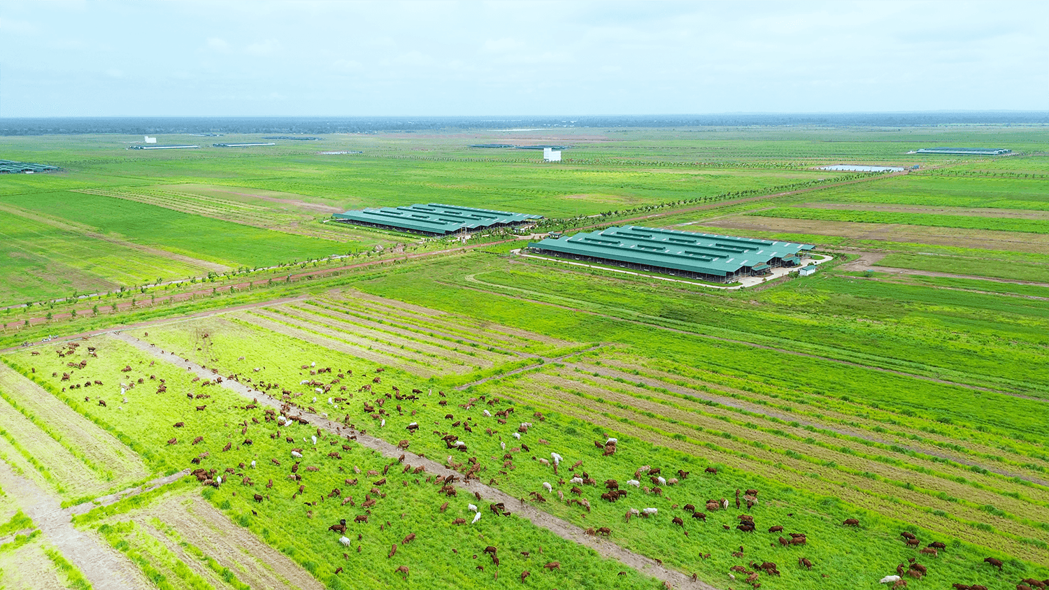 3. Xí nghiệp chăn nuôi bò ở Koun Mom