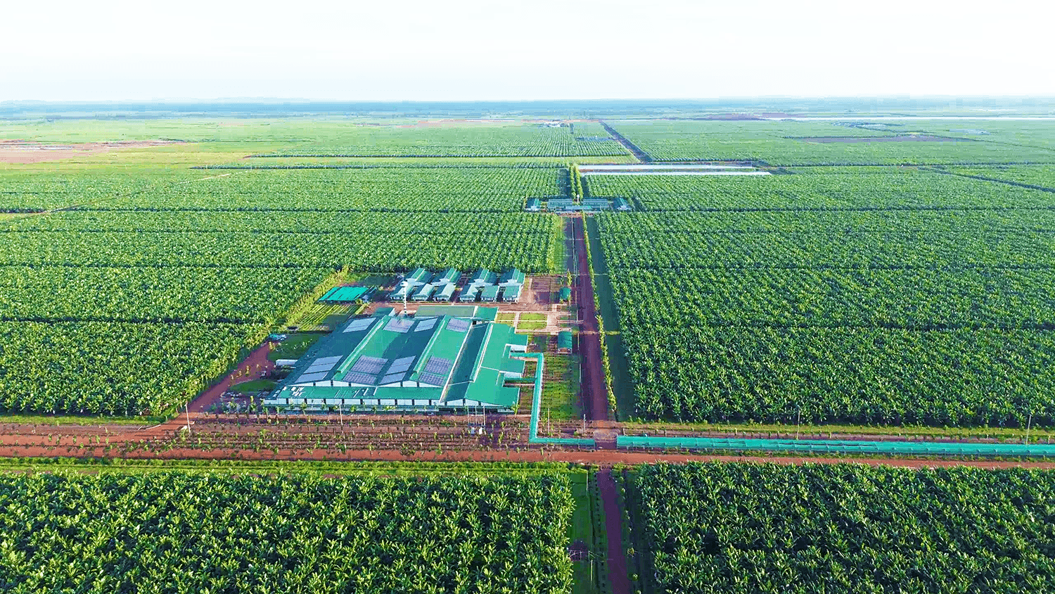 3. Xưởng sản xuất chuối ở Snuol