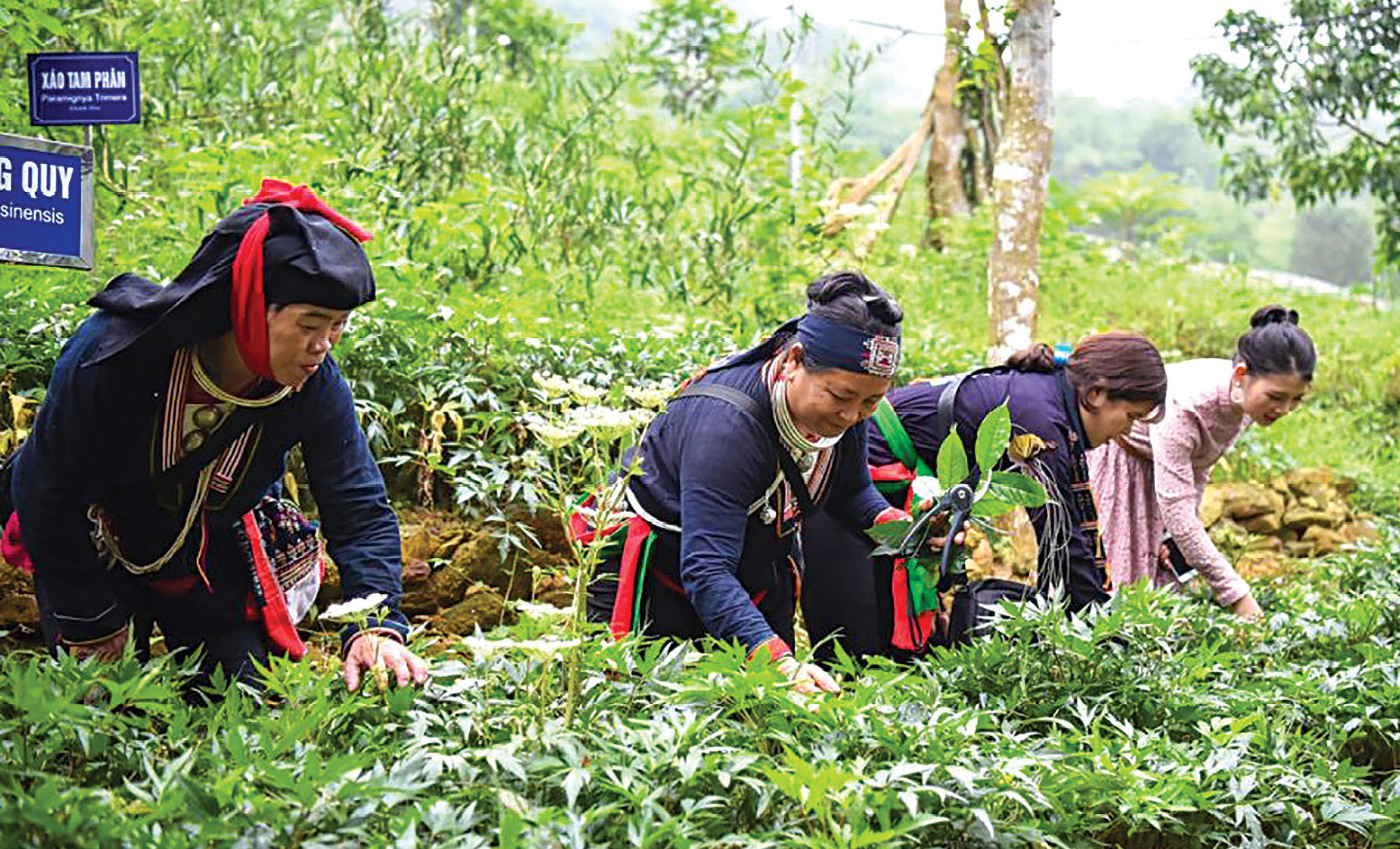 Đông Y Việt Nam 3