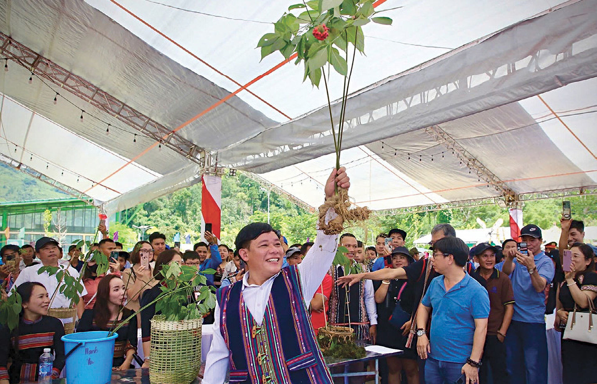 Sâm Ngọc Linh 10