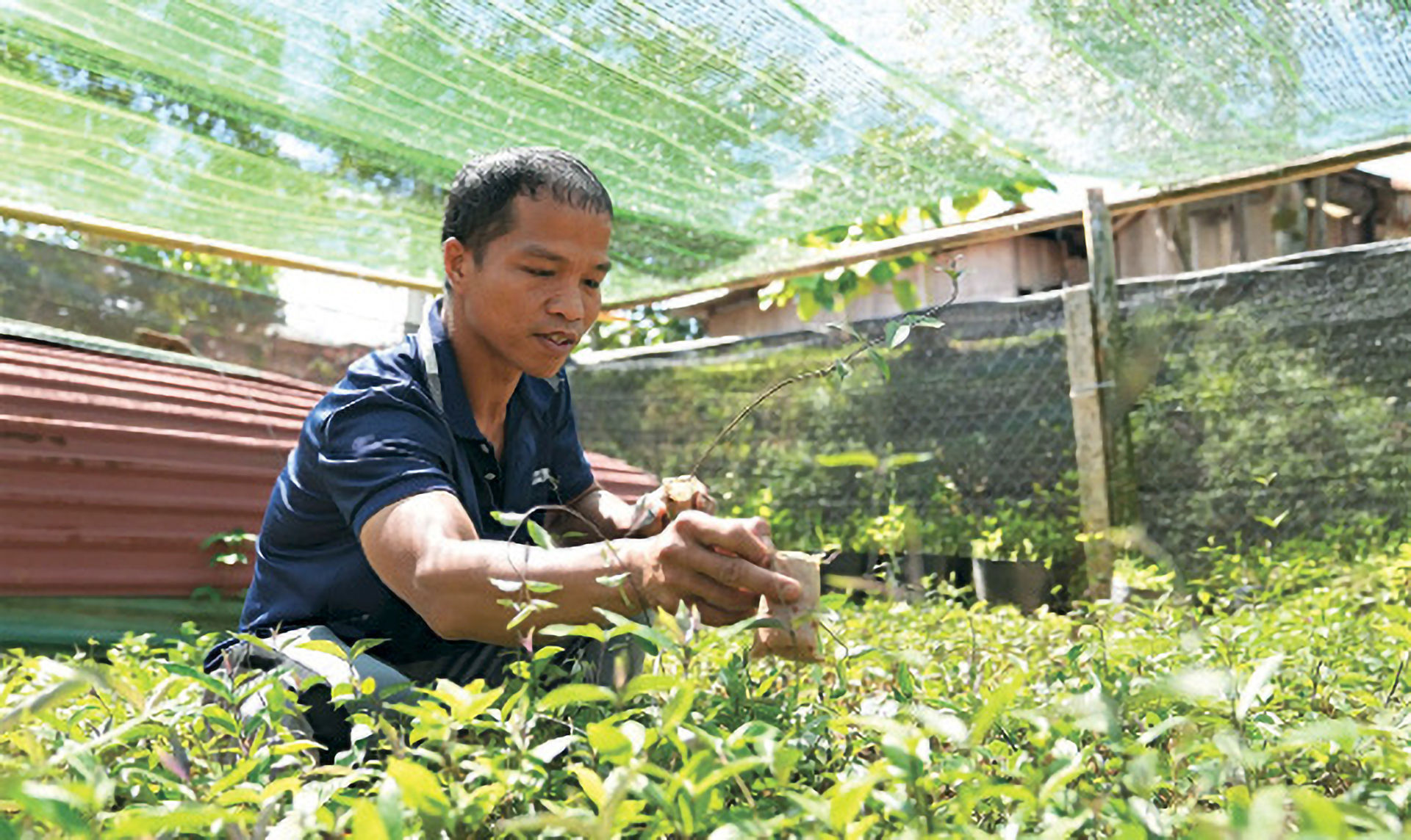 Sâm Ngọc Linh 5