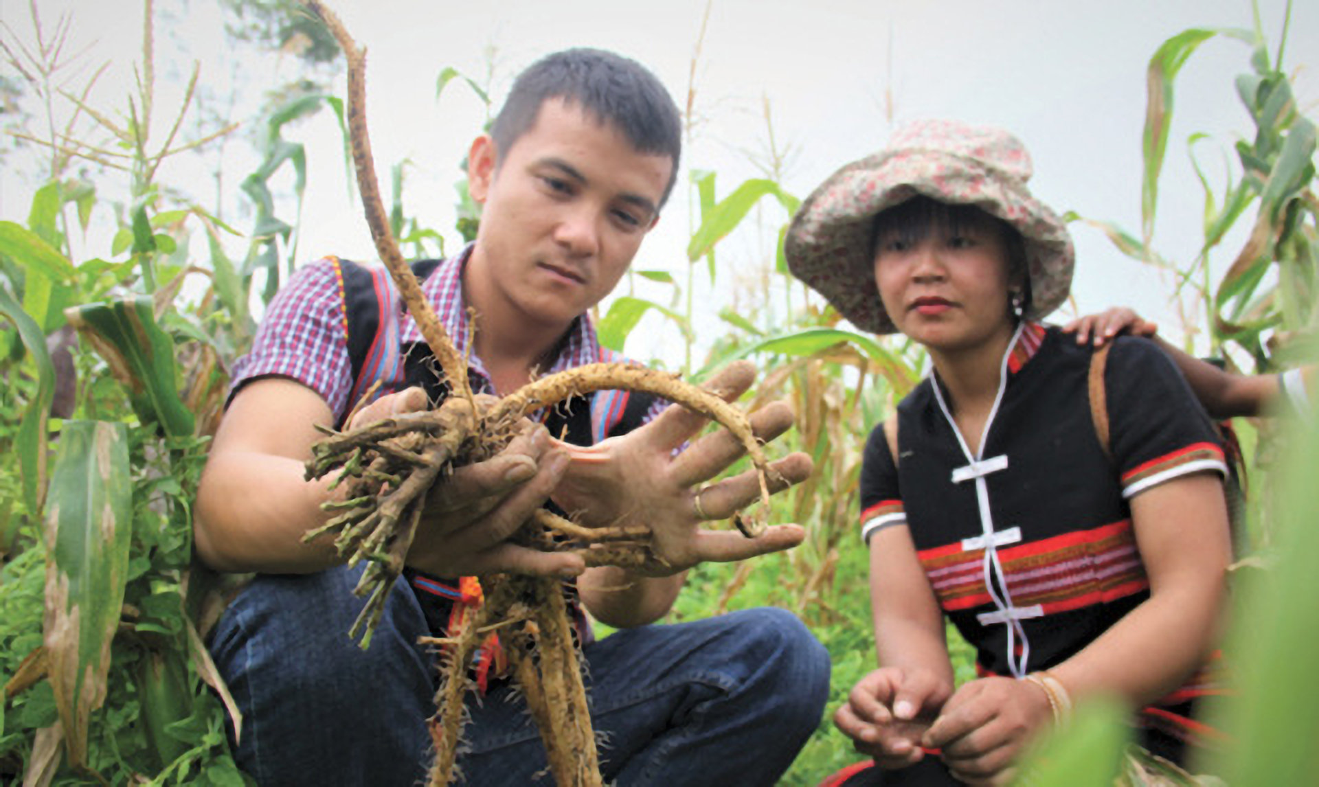 Sâm Ngọc Linh 8