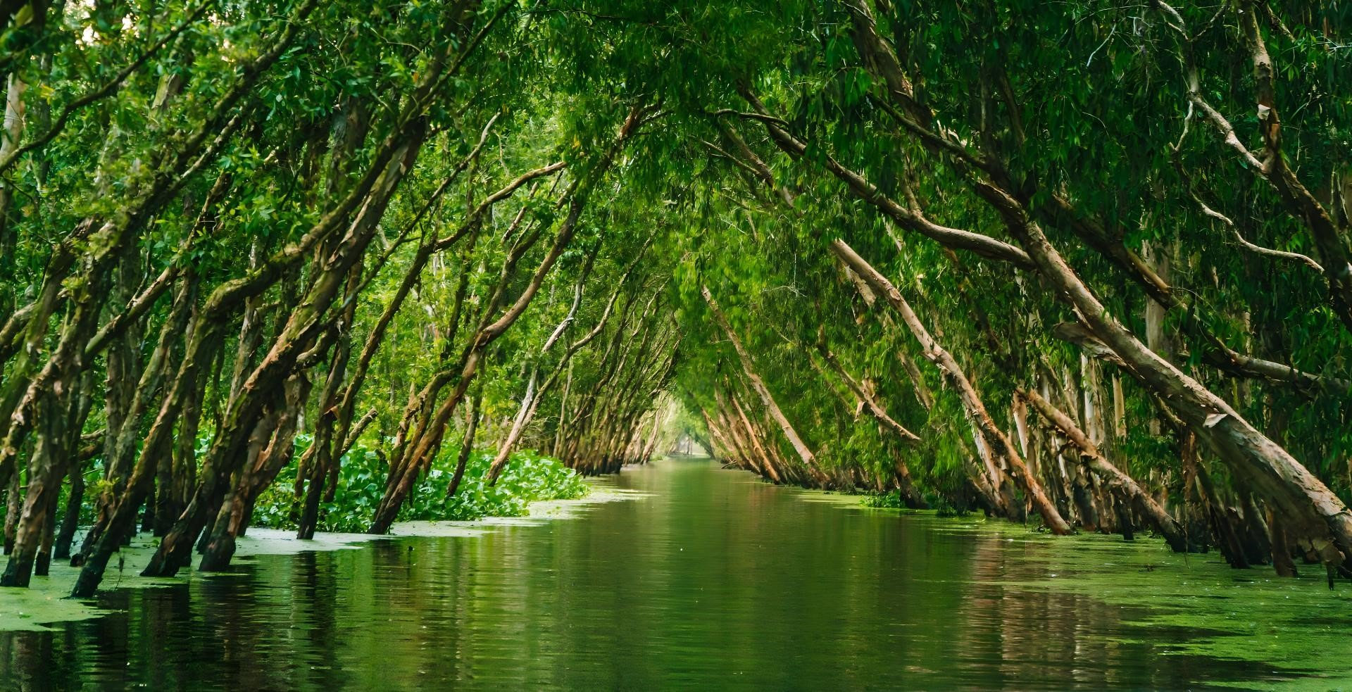 Rừng tràm Trà Sư. Ảnh Khu Du lịch Sinh thái Rừng tràm Trà Sư