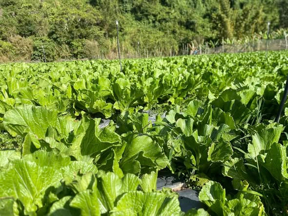 Rau hoa Tết: Nhà vườn chắt chiu, tiểu thương bán tháo