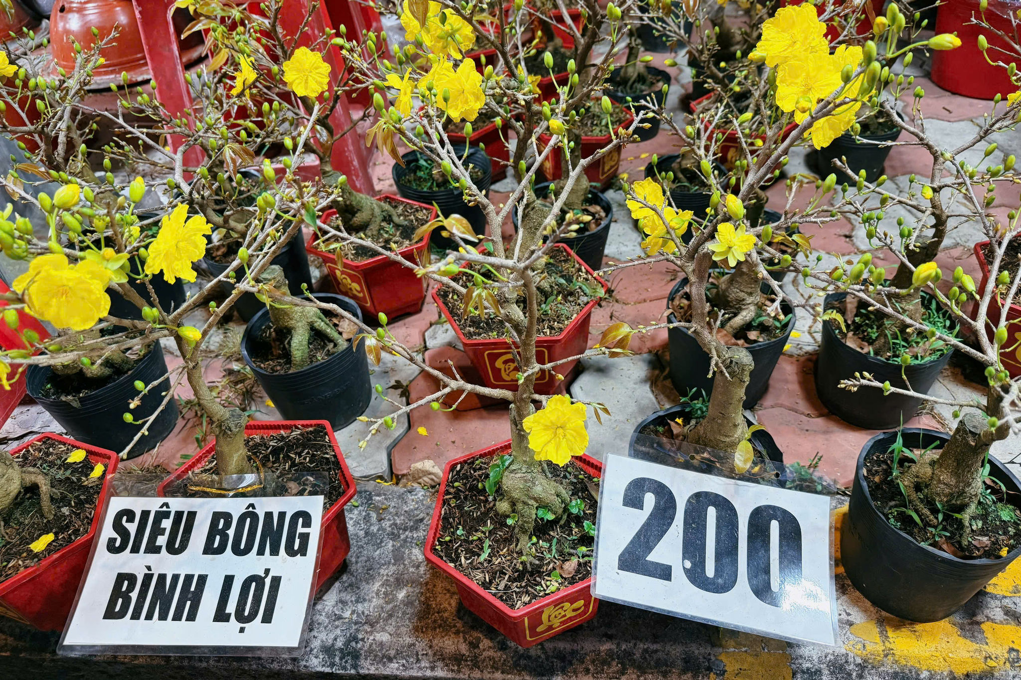 cho hoa xuan (13)