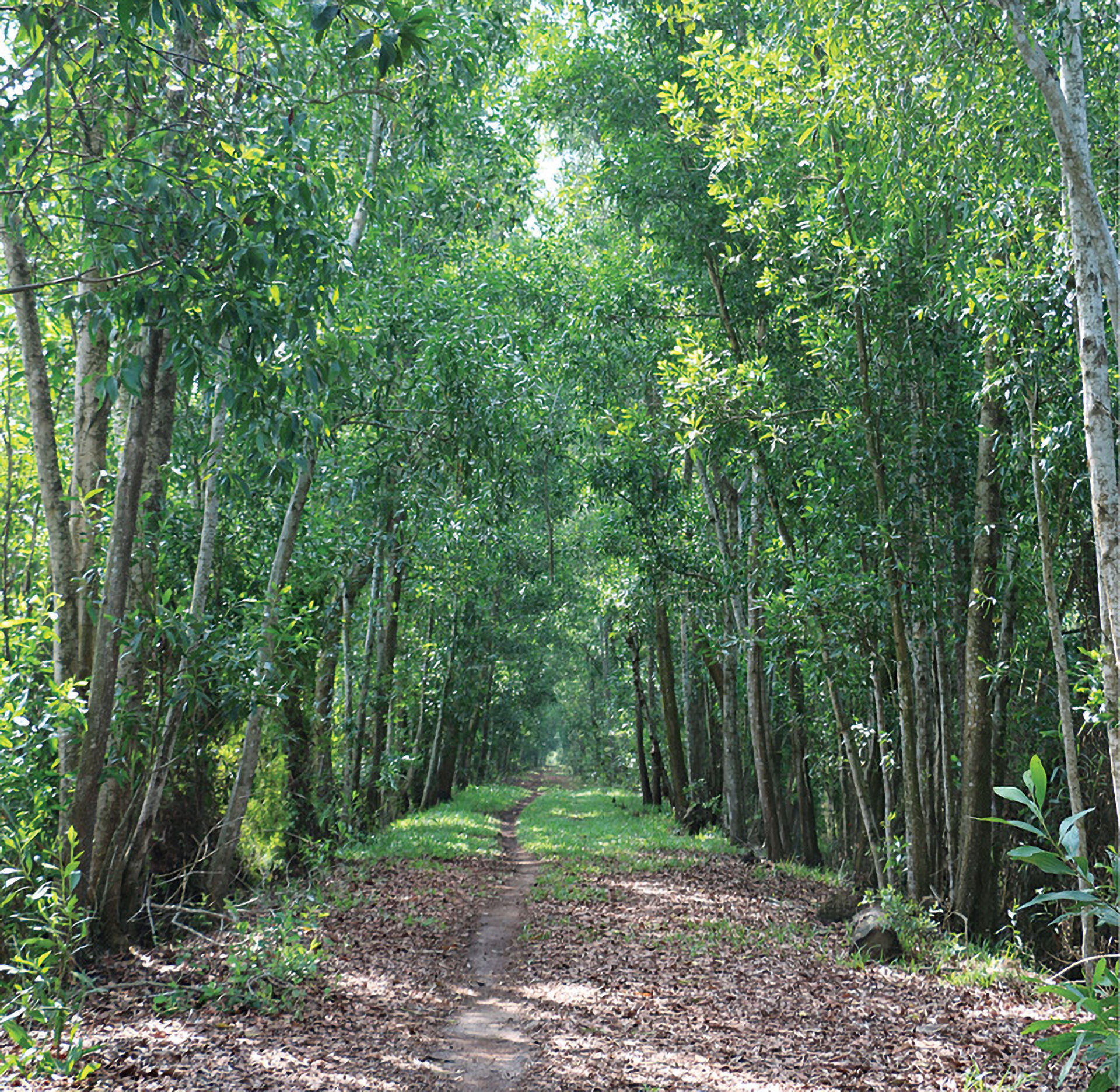 Đồng Tháp Mười 1