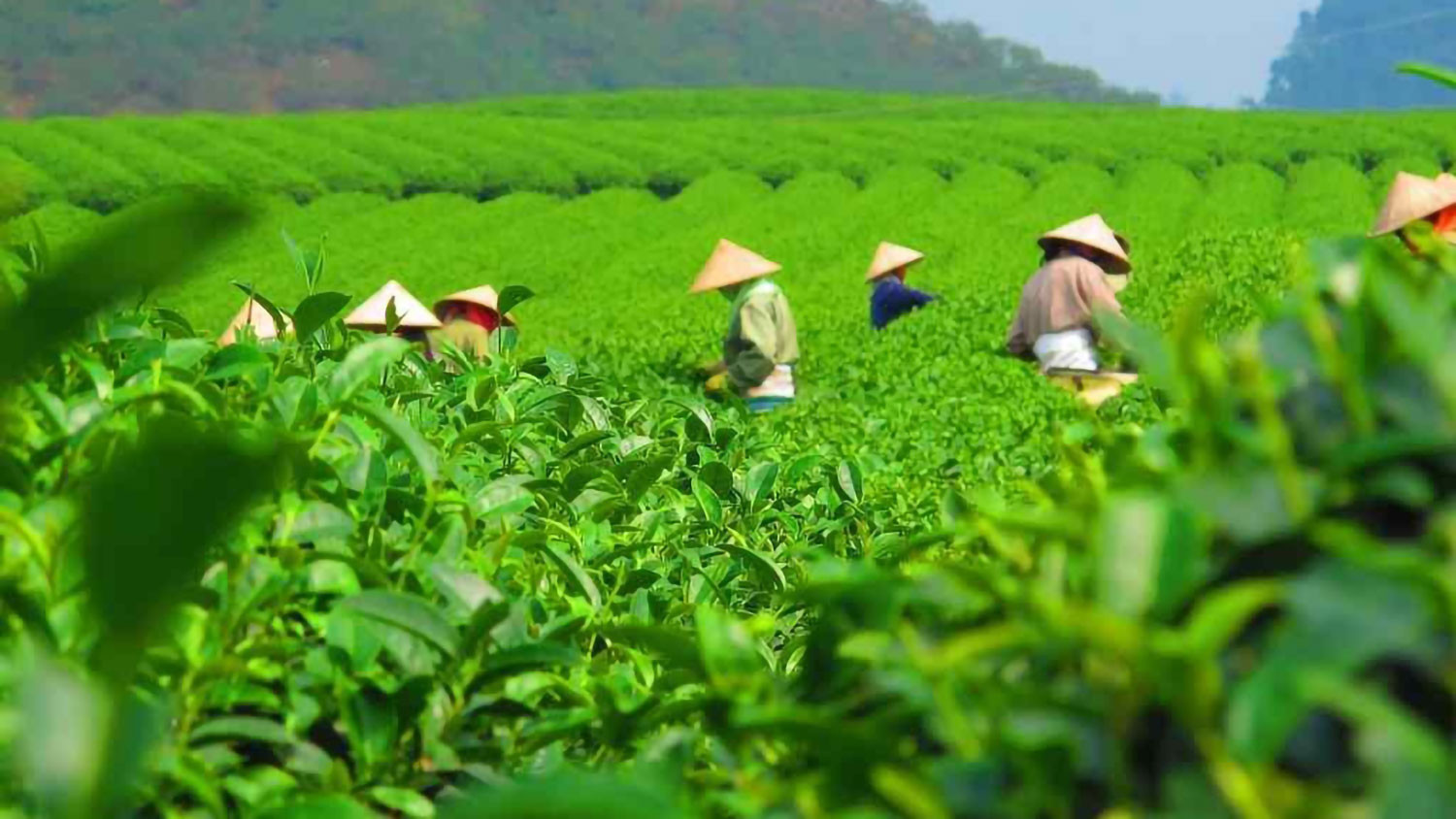 'Biến động lạ' trên bản đồ xuất khẩu chè Việt Nam đầu năm 2026