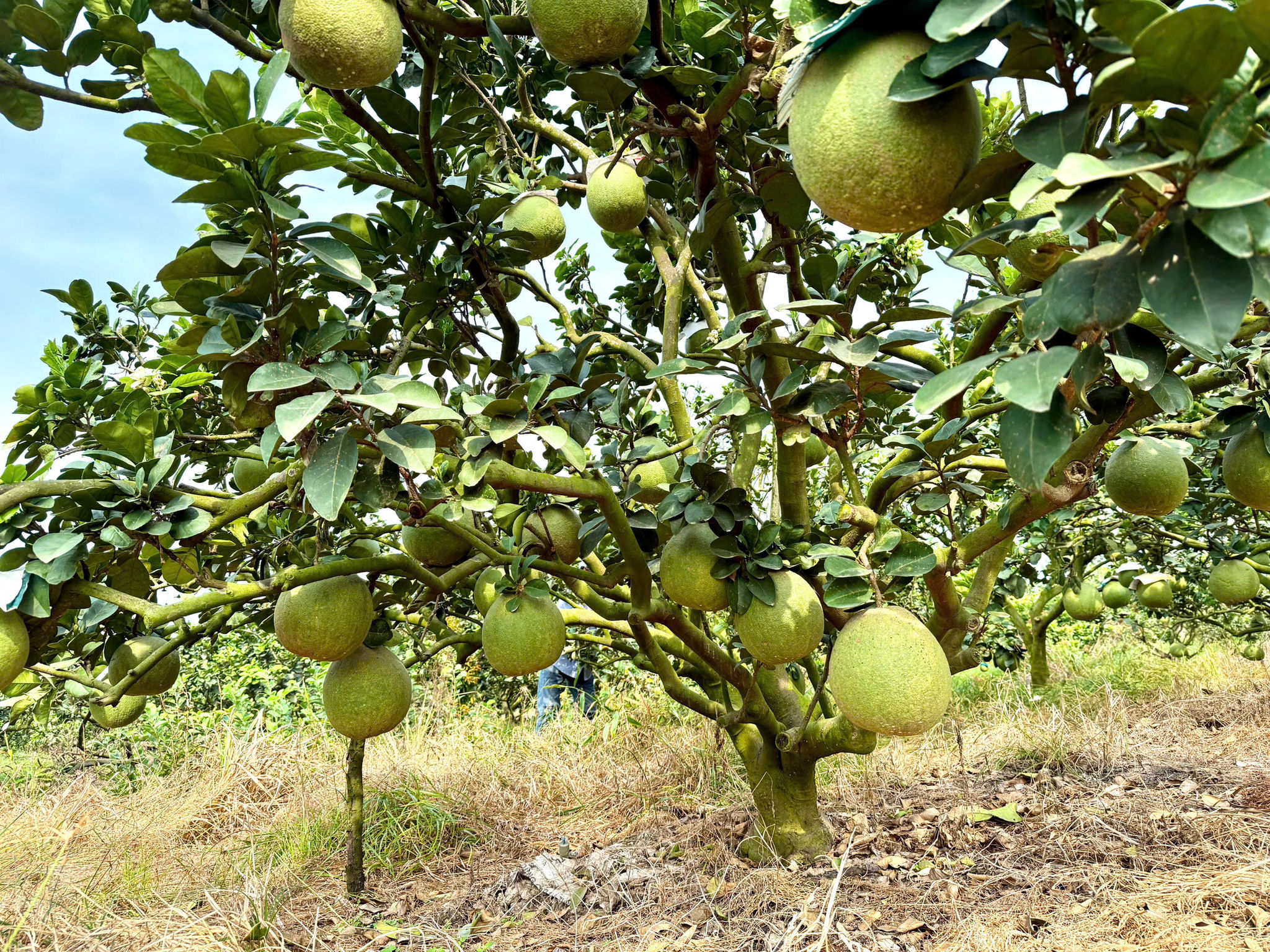 Bưởi 1