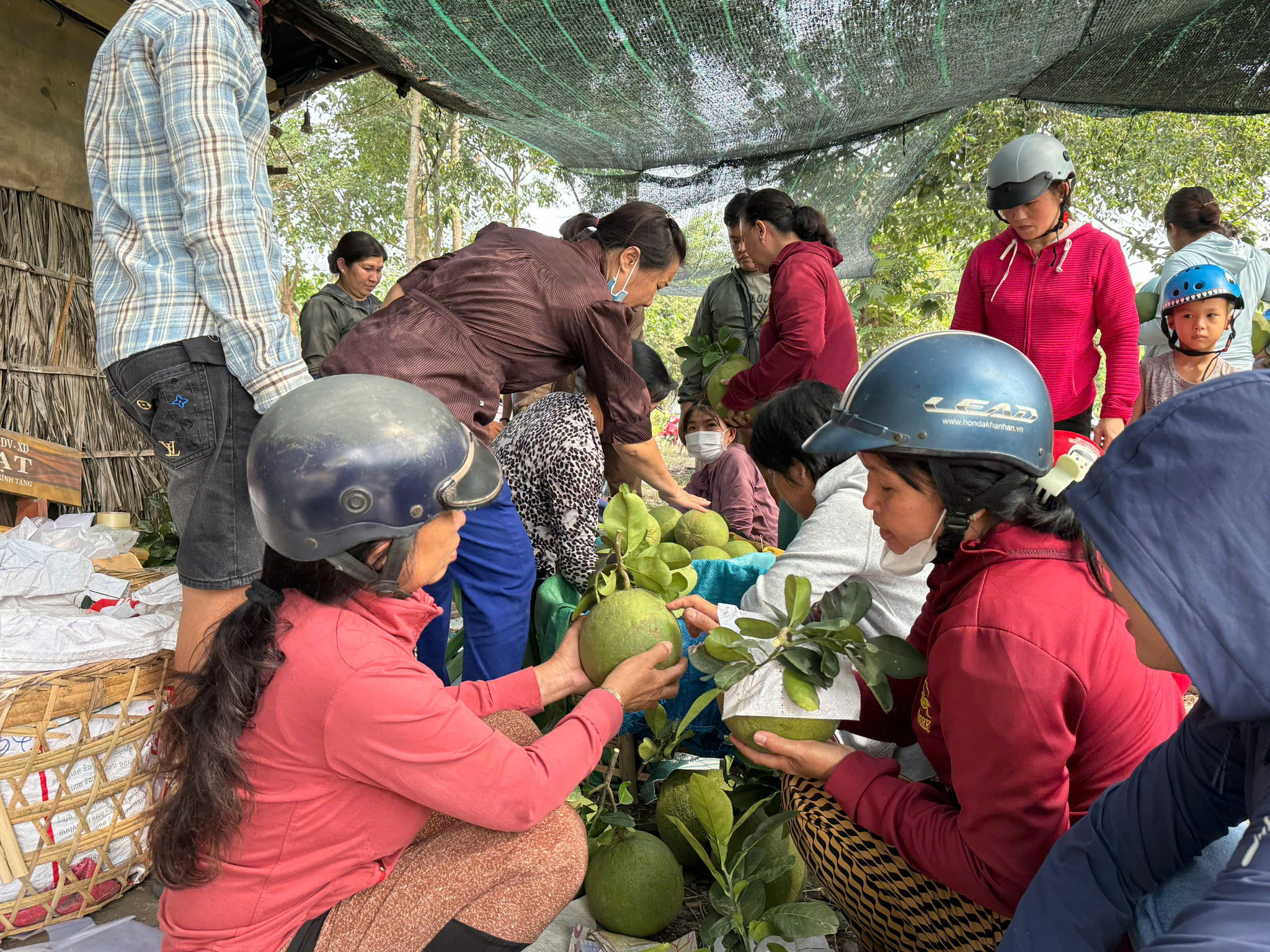 Bưởi 3