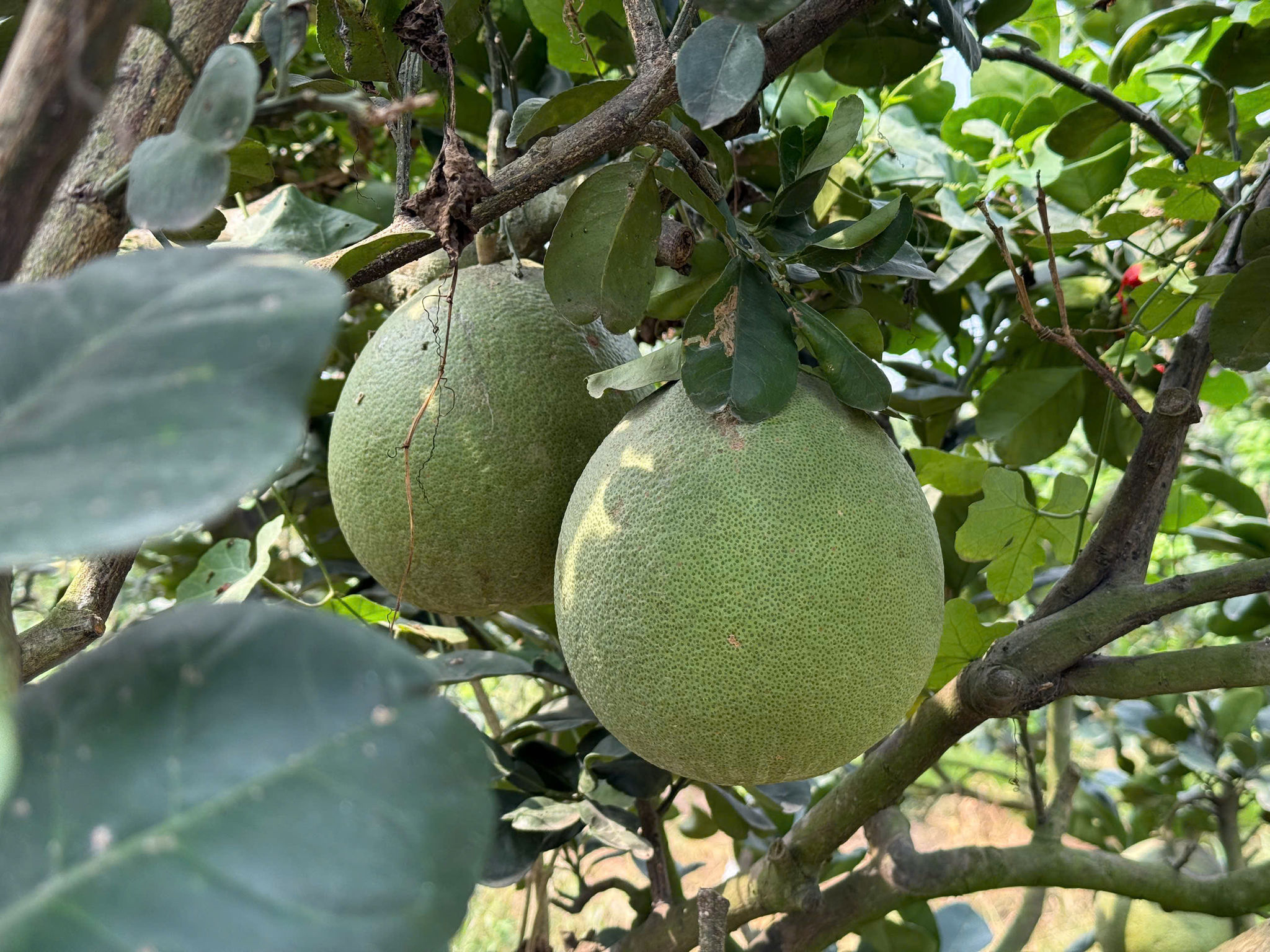 Bưởi 4