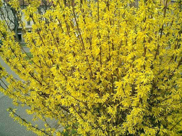 hoa forsythia