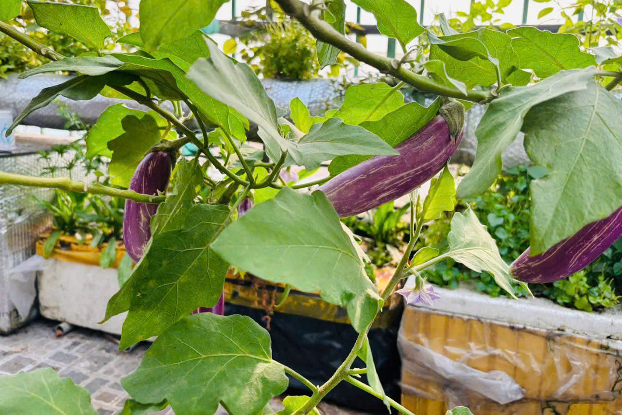 rau sach (5)