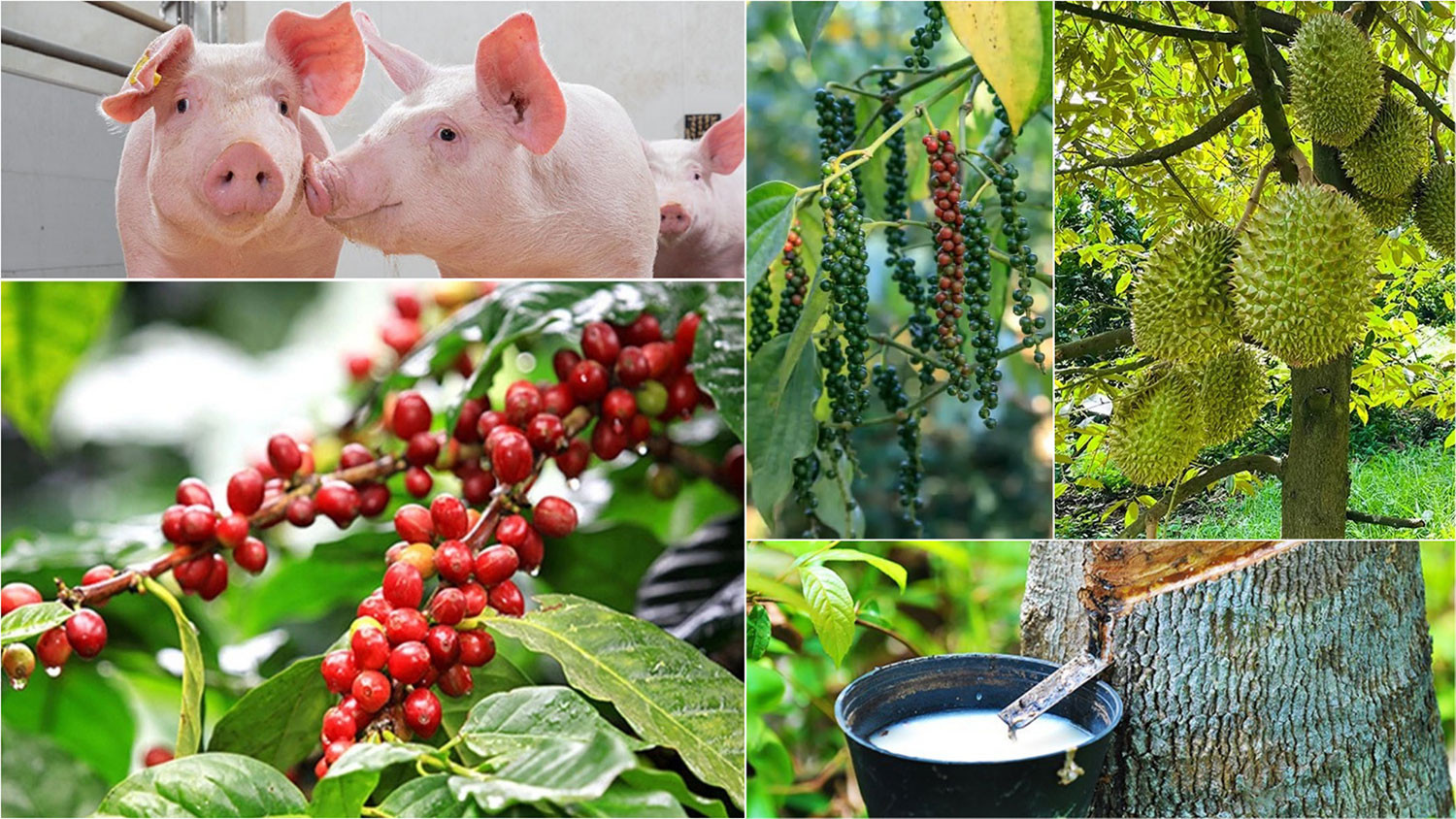 Thị trường mùng 3 Tết: Cà phê thế giới lao dốc, hồ tiêu và heo hơi duy trì đà ổn định 
