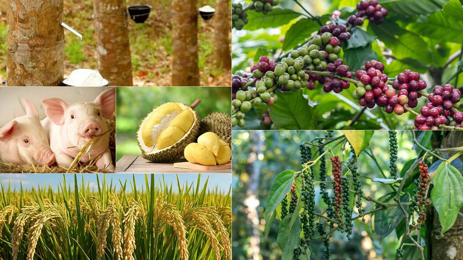 Thị trường hôm nay 23/2: Cà phê thế giới lao dốc mạnh, sầu riêng và hồ tiêu trong nước vẫn neo giá cao 