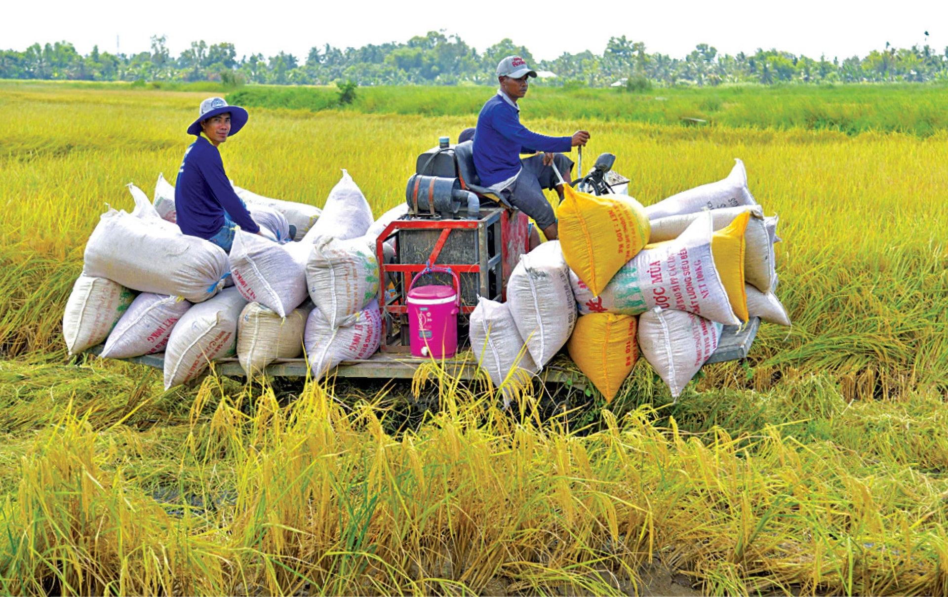Nút thắt vùng nguyên liệu và áp lực thẻ xanh nông sản năm 2026 