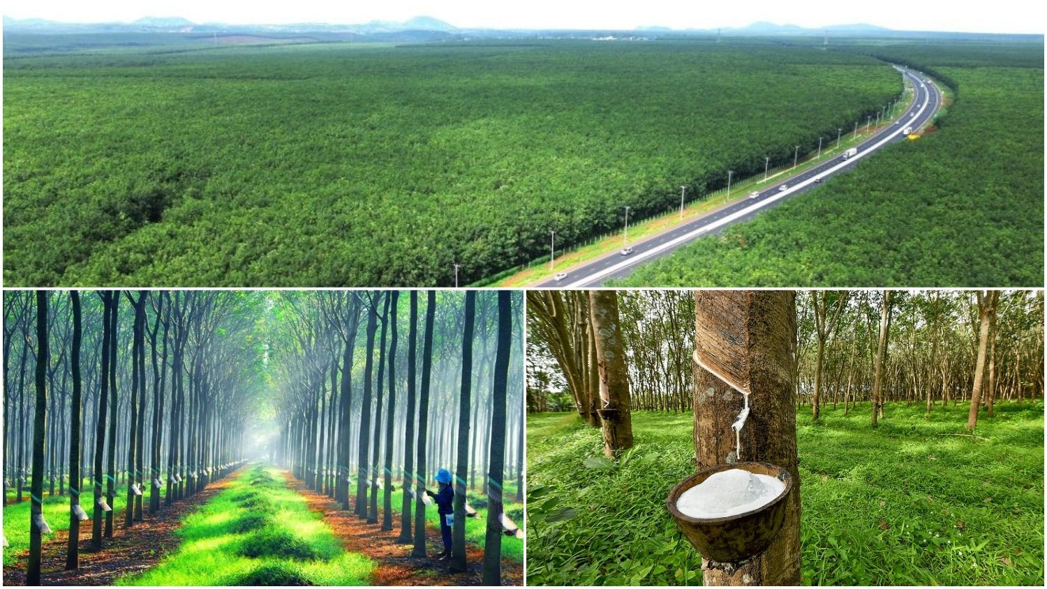 Xuất khẩu cao su tăng mạnh trong những tháng đầu năm