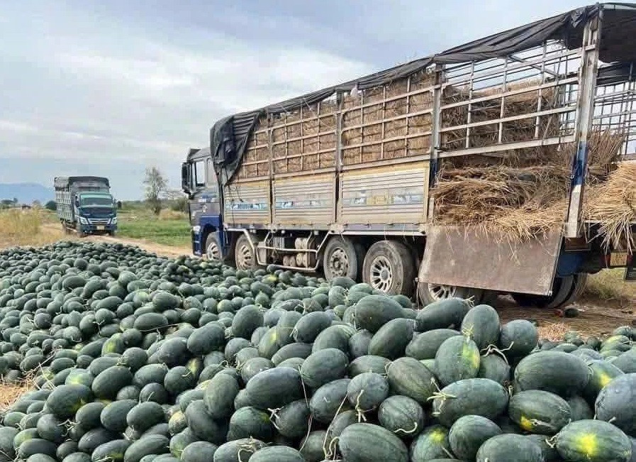 Dưa hấu được tvận chuyển về tiêu thụ tại hệ thống siêu thị GO!.