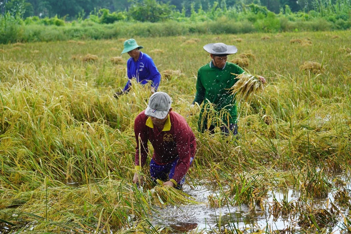 Để bảo hiểm nông nghiệp không còn là 'áo giáp' giấy