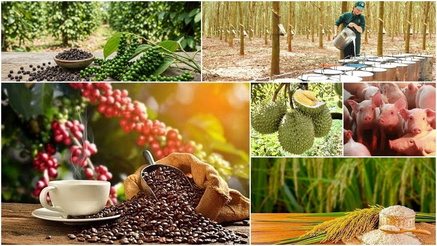 Thị trường hôm nay 9/3: Cà phê tăng, lúa gạo đi ngang, heo hơi lao dốc 