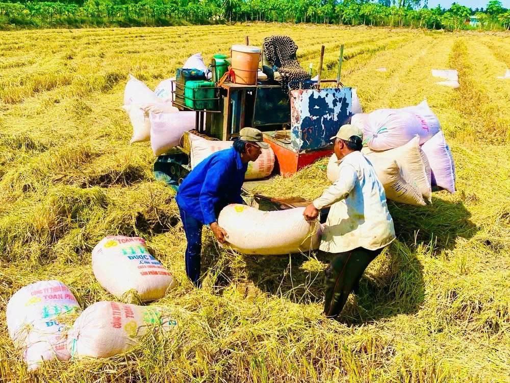 Bão giá ngược ở ĐBSCL: Lúa chất lượng cao và cú sốc 5.600 đồng/kg 