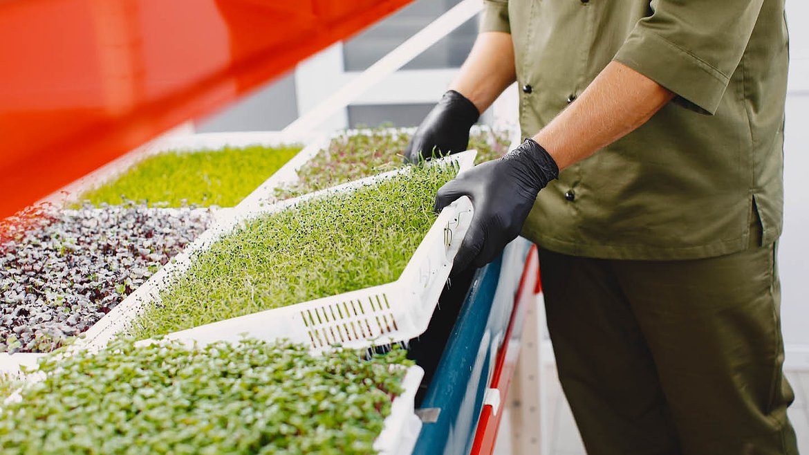 Container farming và sự dịch chuyển của nông nghiệp đô thị