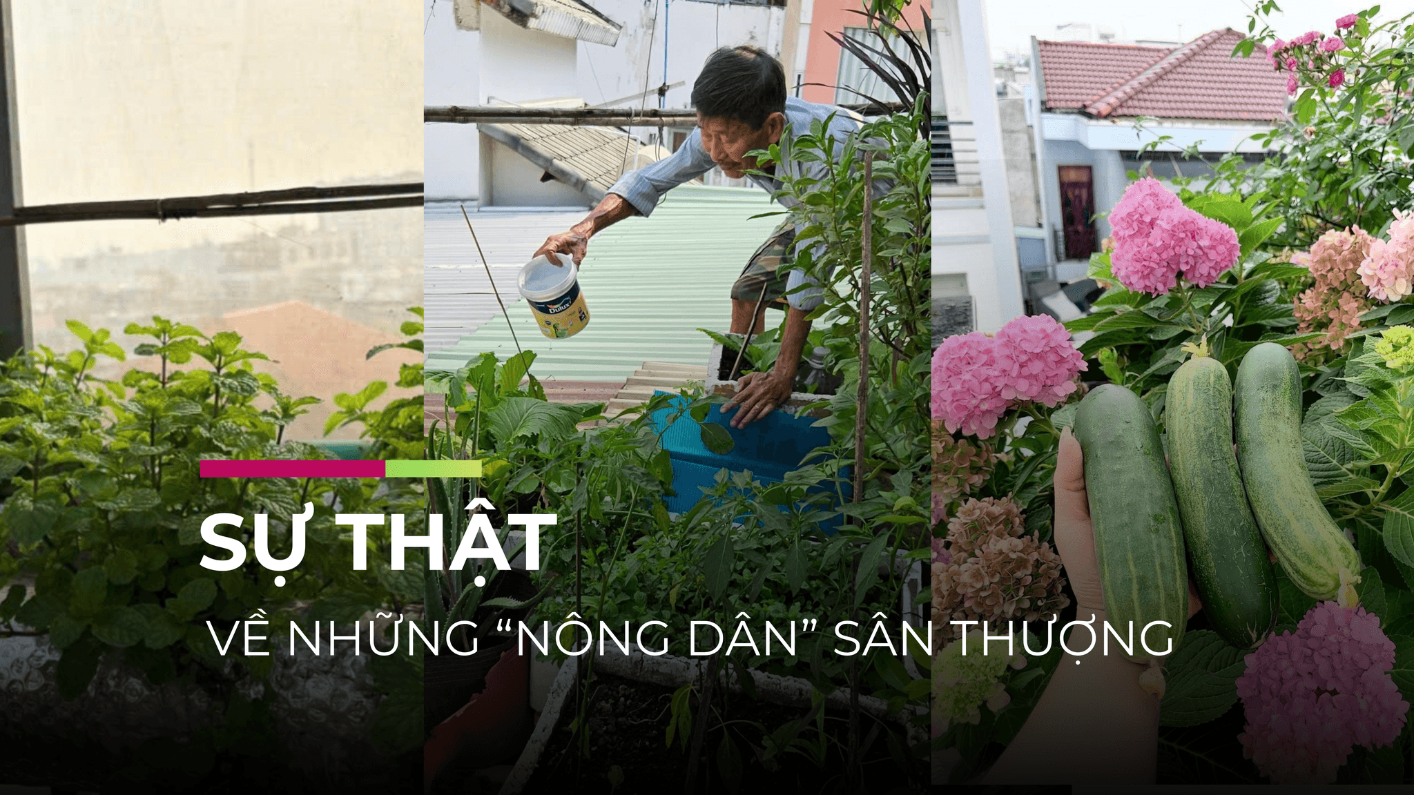 Sự thật về những 'nông dân' sân thượng | Bài 2: Cái giá của sự ngẫu hứng!