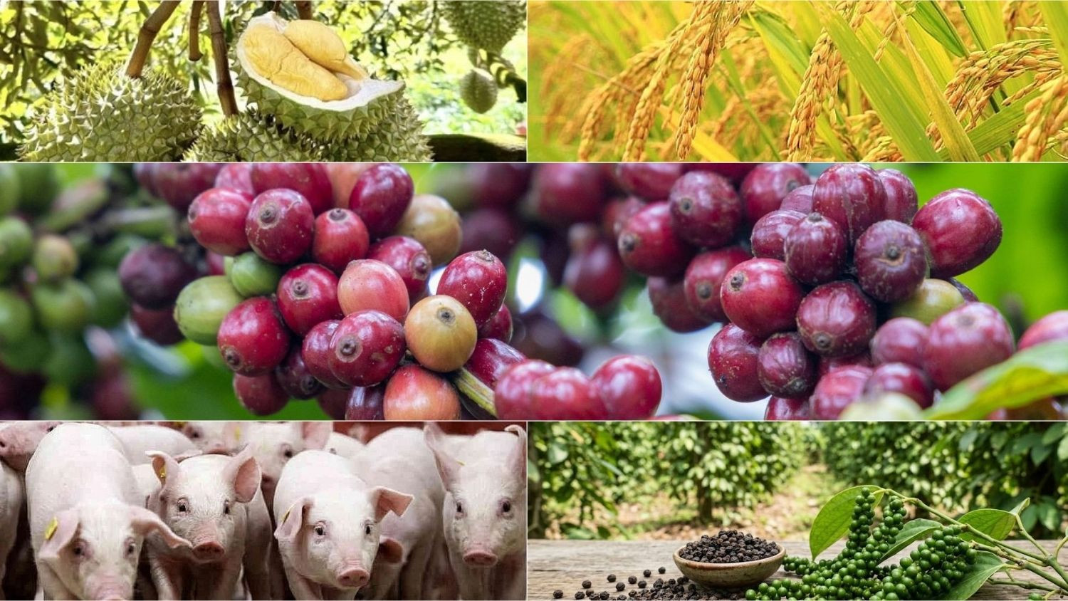 Thị trường hôm nay 24/3: Cà phê, heo hơi tiếp đà tăng, sầu riêng và lúa gạo đối mặt áp lực giảm