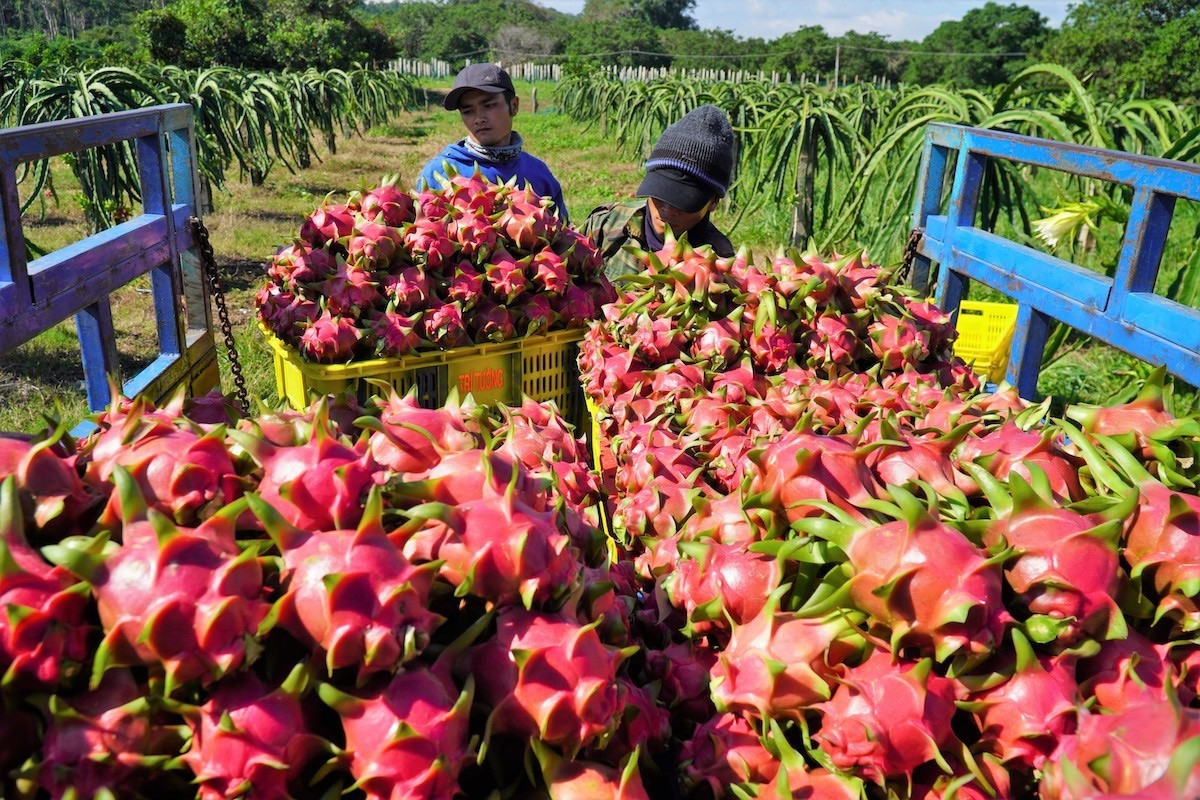 xuat_khau_thanh_long.jpeg