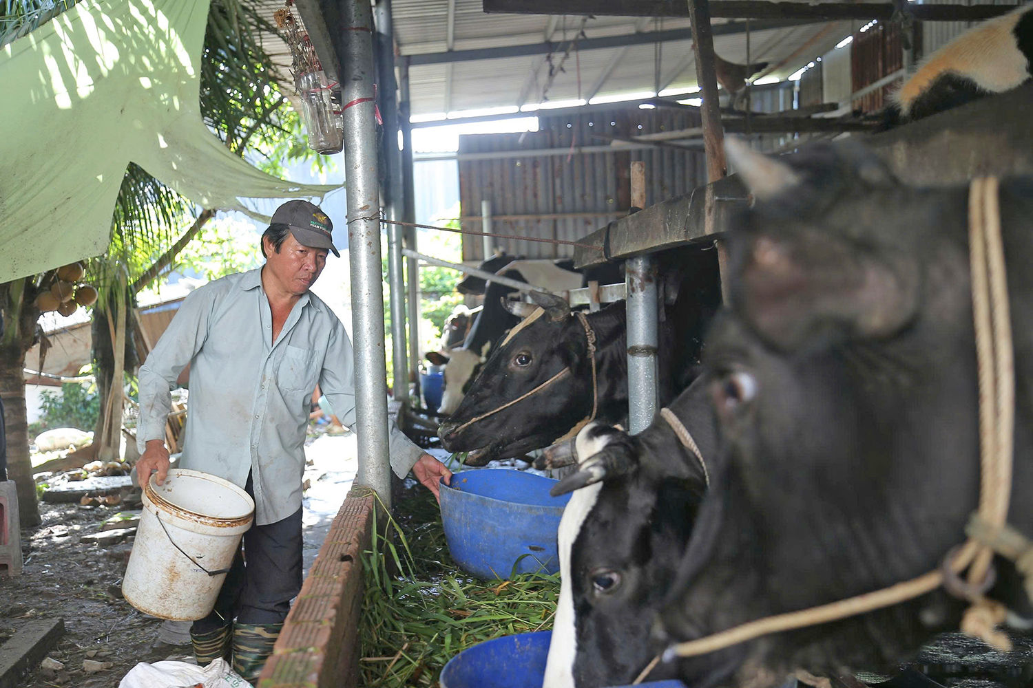 Quy mô 33 tỷ USD, ngành chăn nuôi Việt Nam lộ điểm nghẽn 'chí mạng' 
