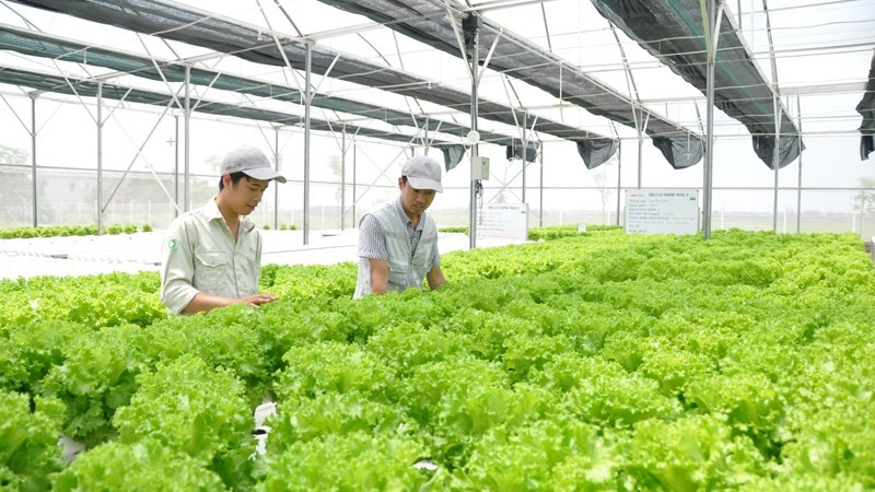 Sở Giao dịch hàng hóa tại VIFC: Từ… đánh cược với trời đến chủ động quyền định giá