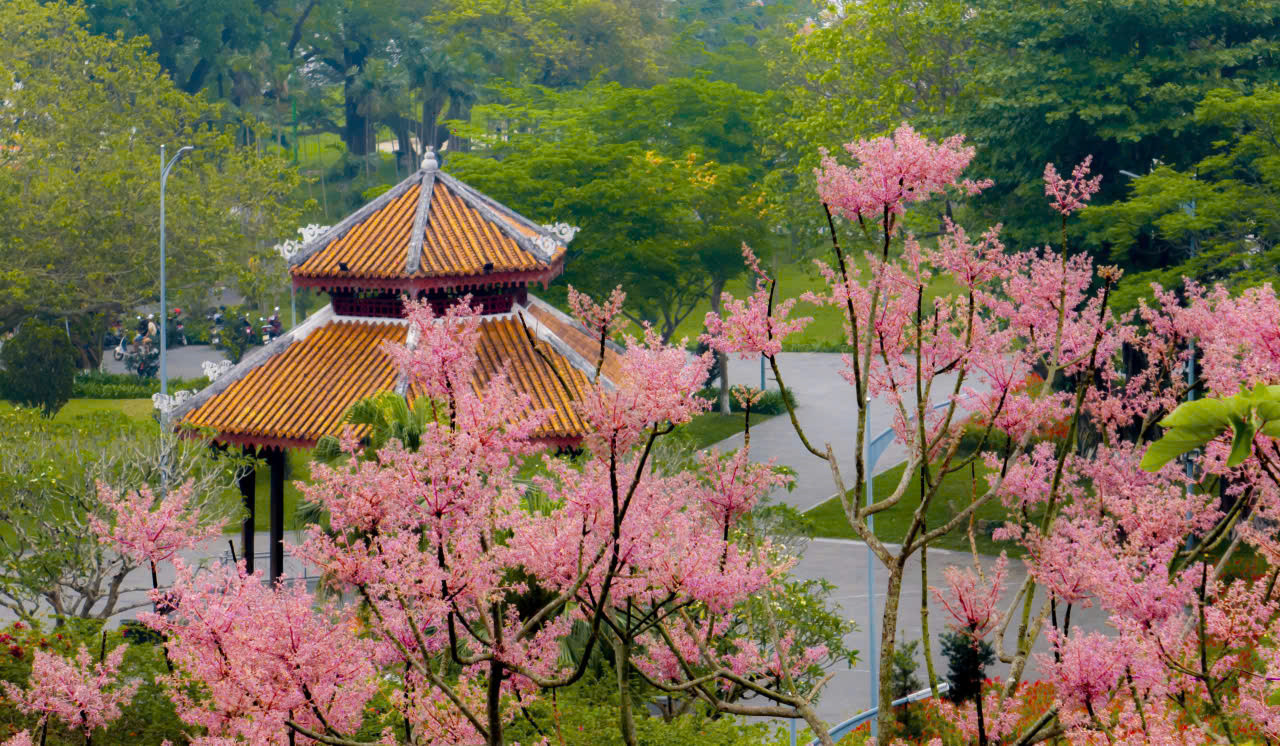 Ngô đồng khoe sắc nơi hoàng cung Huế