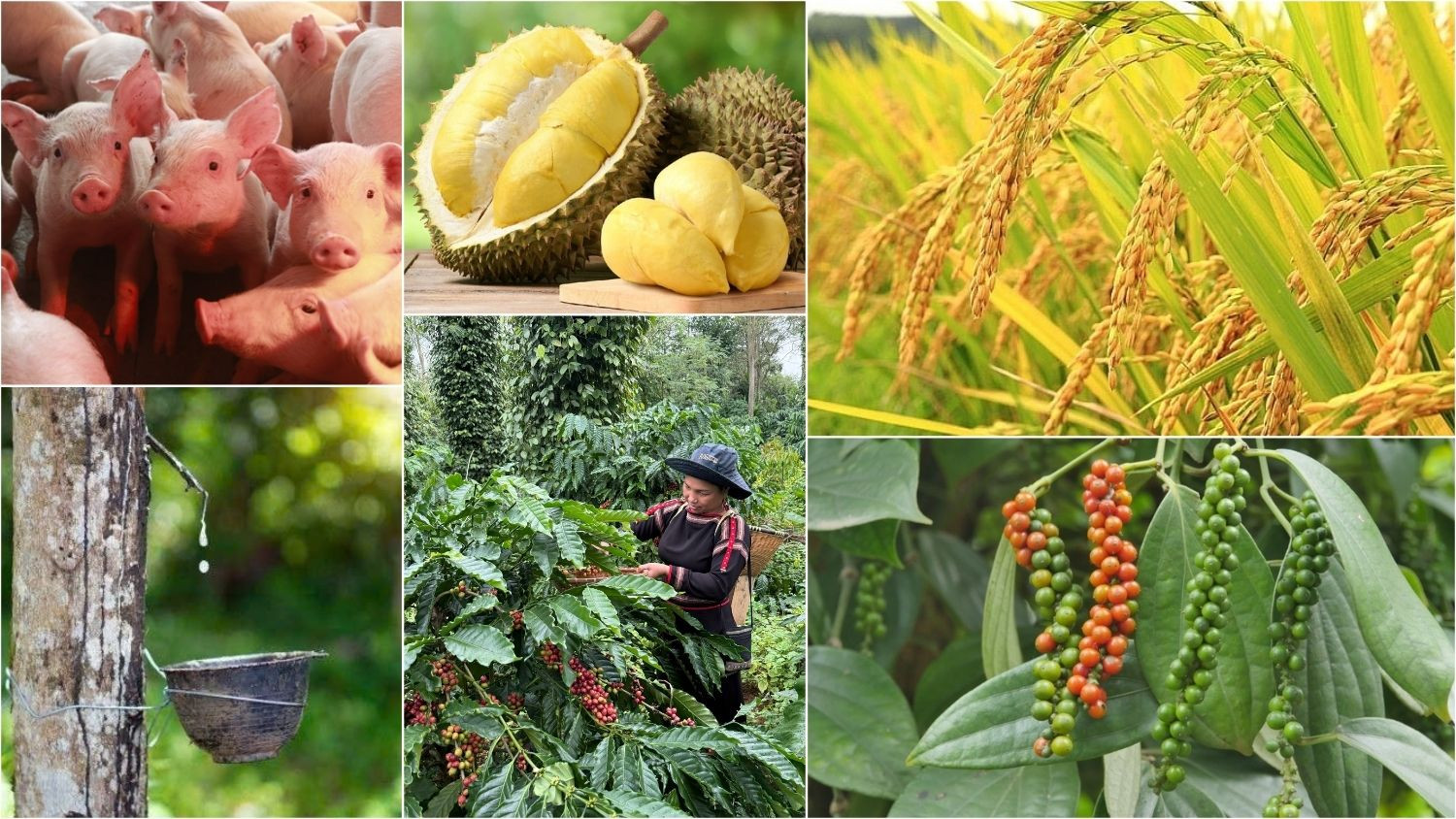Thị trường nông sản 11/4: Hồ tiêu tăng giá, sầu riêng và cà phê quay đầu giảm