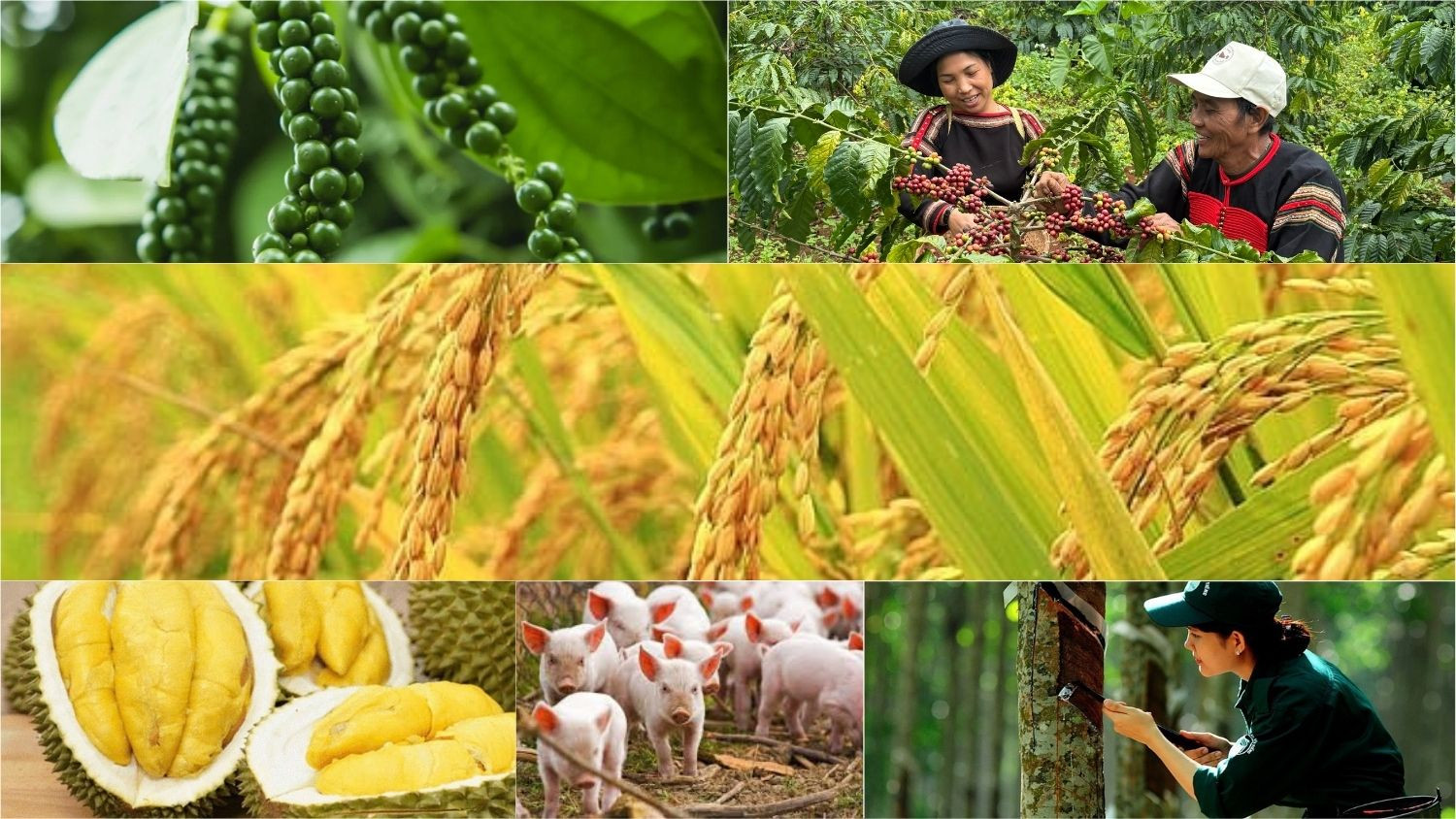 Thị trường nông sản 12/4: Cà phê và hồ tiêu đảo chiều tăng nhẹ, lúa gạo nội địa chững nhịp 