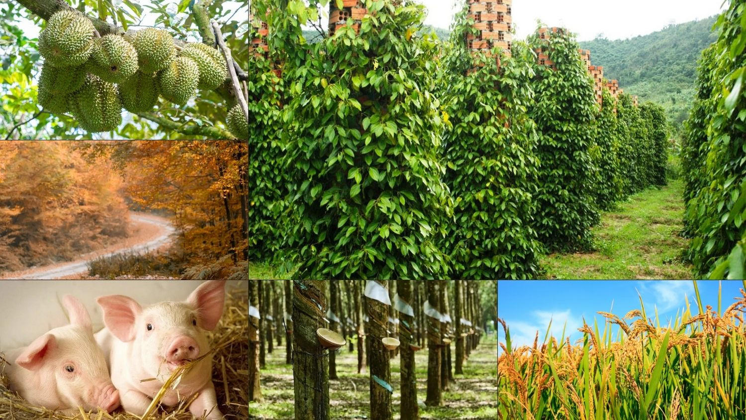 Thị trường nông sản 14/4: Cà phê, sầu riêng tăng nhẹ