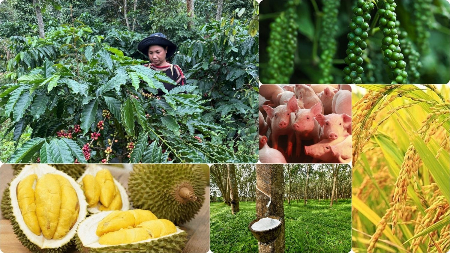 Thị trường nông sản 15/4: Giá cà phê, hồ tiêu tăng nhiệt, sầu riêng phân hóa mạnh