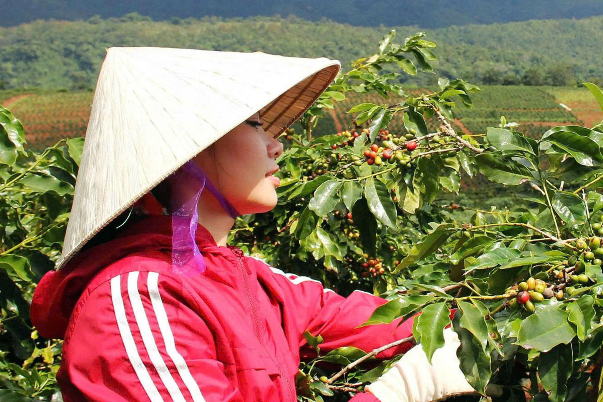 'Công dân' Khe Sanh đầu tiên và cây cà phê kể chuyện hòa bình