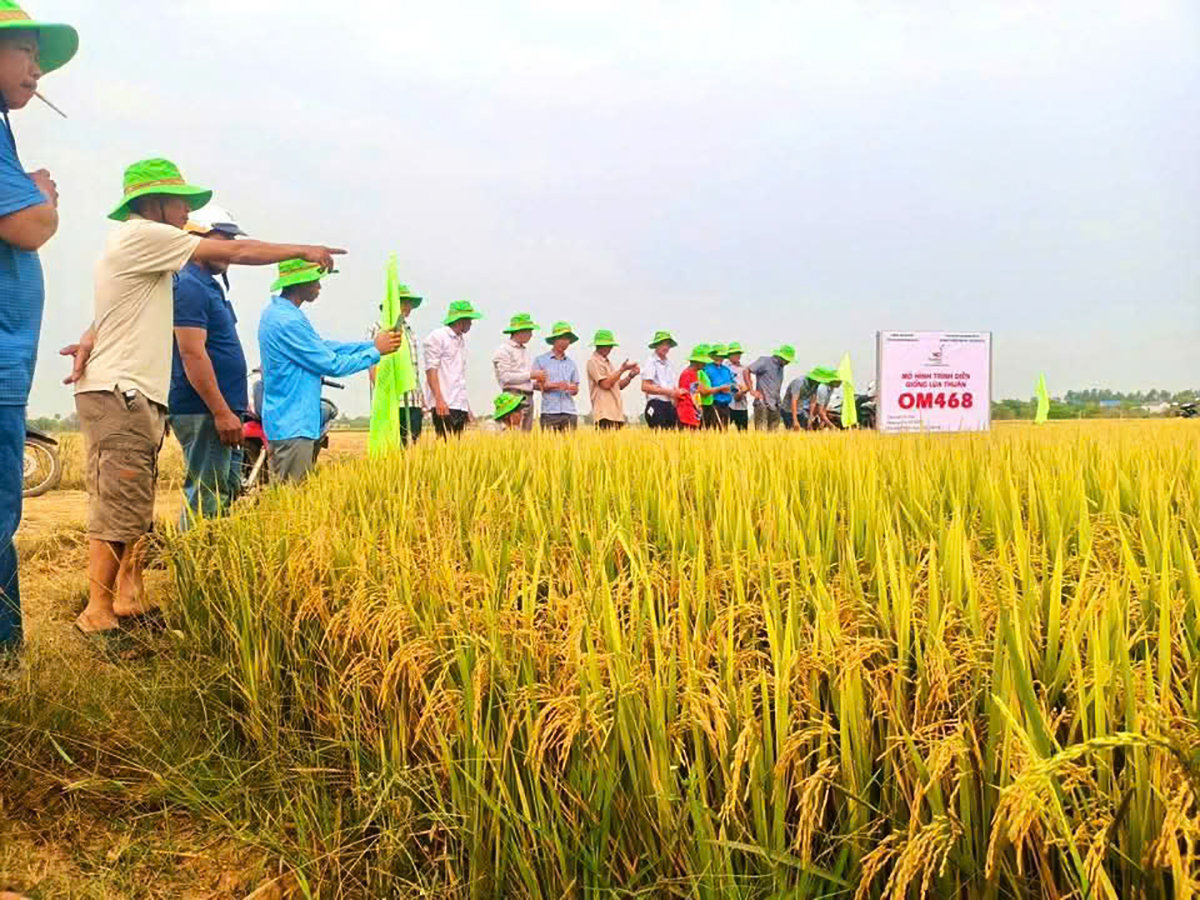 Tập đoàn ThaiBinh Seed: Tổ chức Lễ mừng công được phong tặng danh hiệu Anh hùng Lao động và Khởi công xây dựng Nhà máy chế biến gạo chất lượng cao