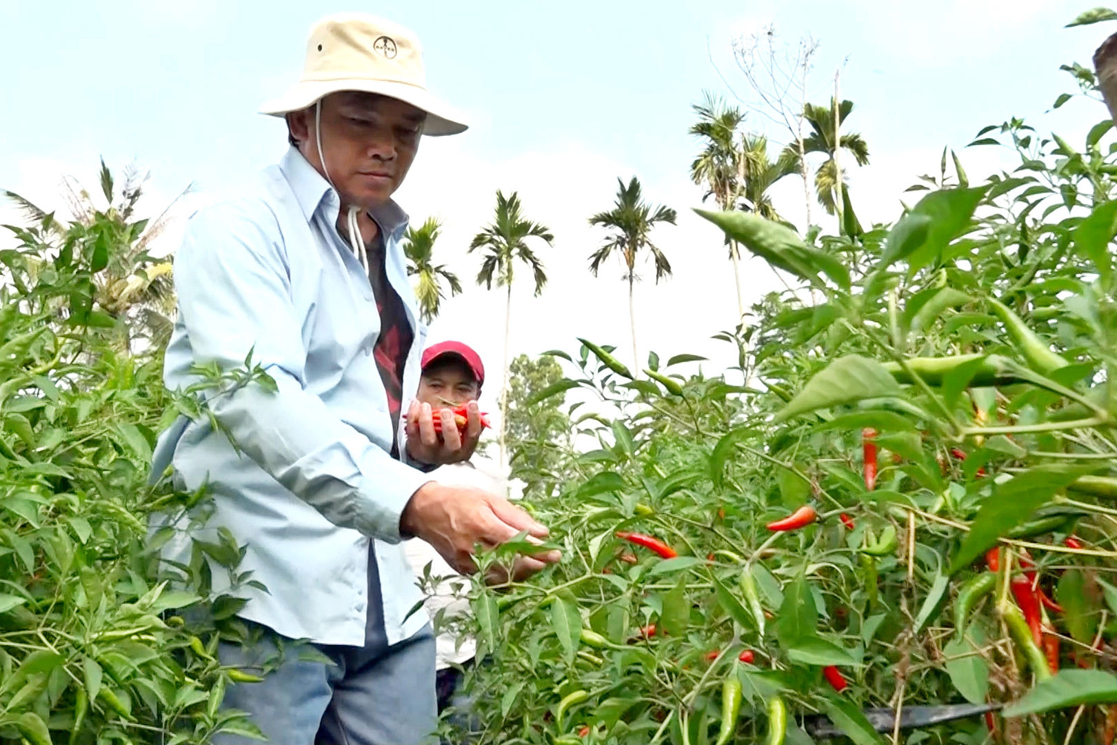 ỚT LÀ CÂY GÓP PHẦN ĐỔI ĐỜI