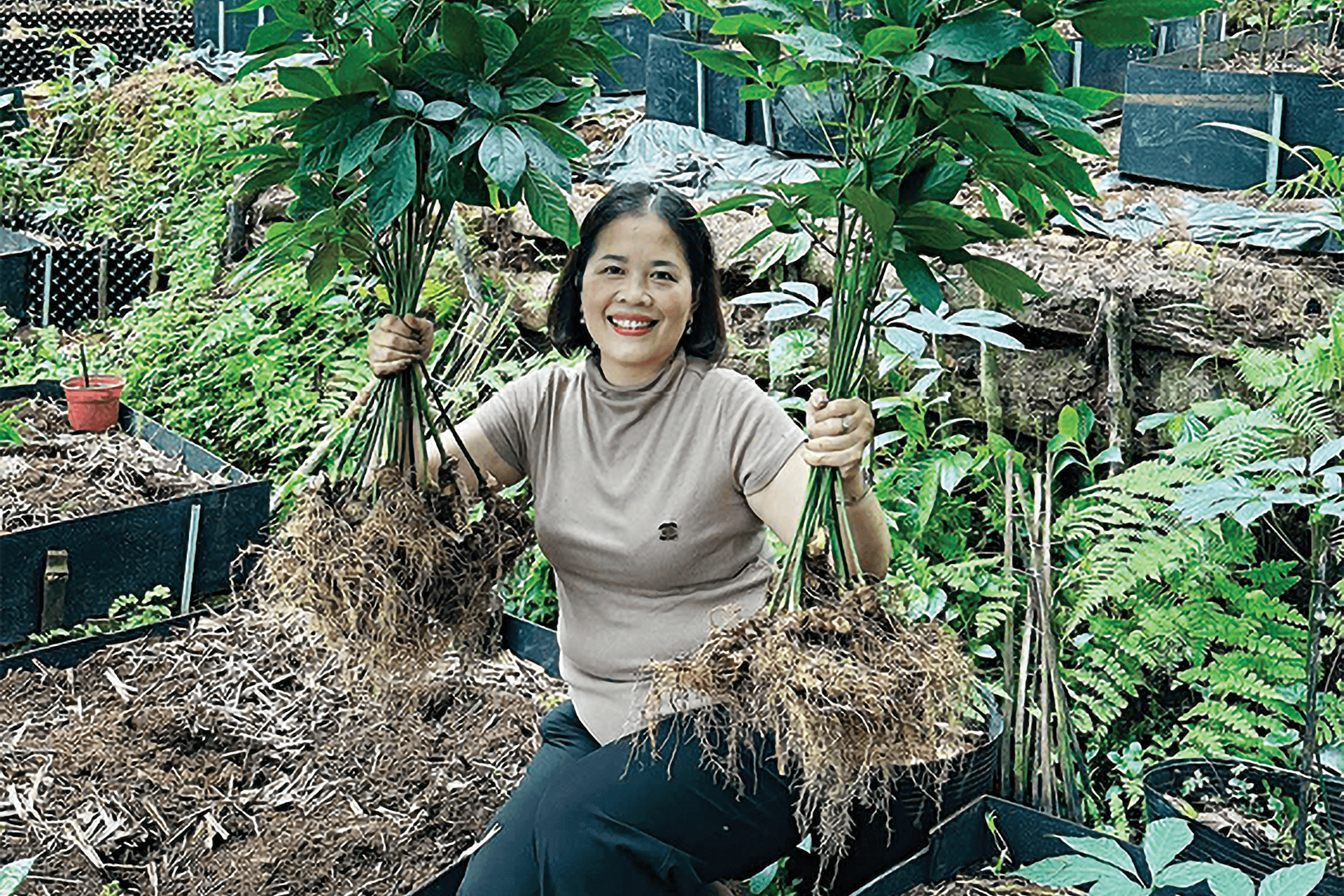 sâm ngọc linh 2