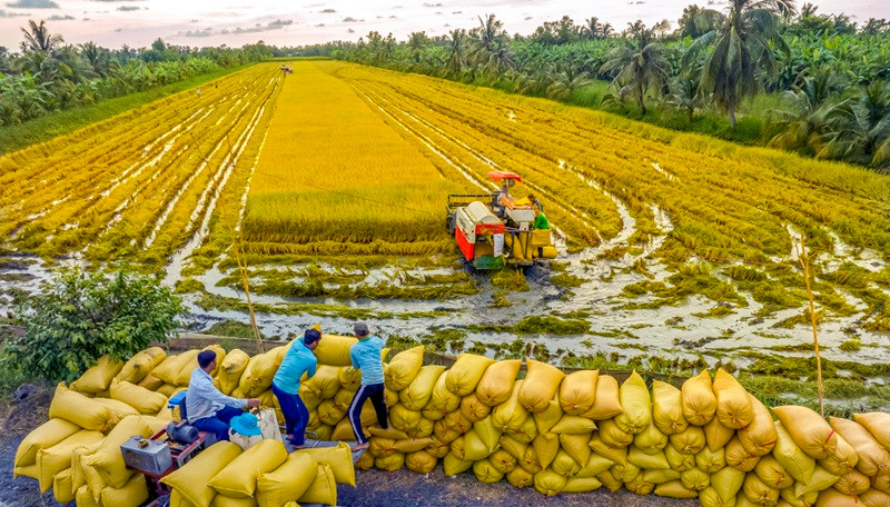 Khi hạt gạo đi tìm ‘danh tính’