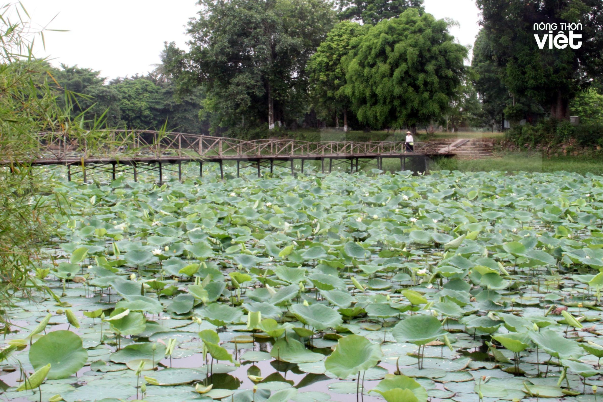 ho-tinh-tam-tung-la-mot-trong-than-kinh-nhi-thap-canh-1-.jpg