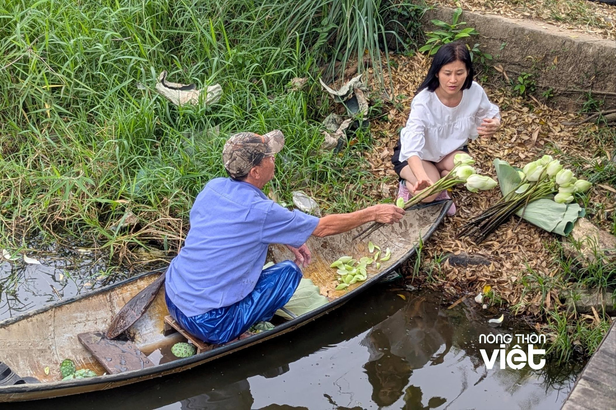 Sen trắng Tịnh Tâm vào mùa