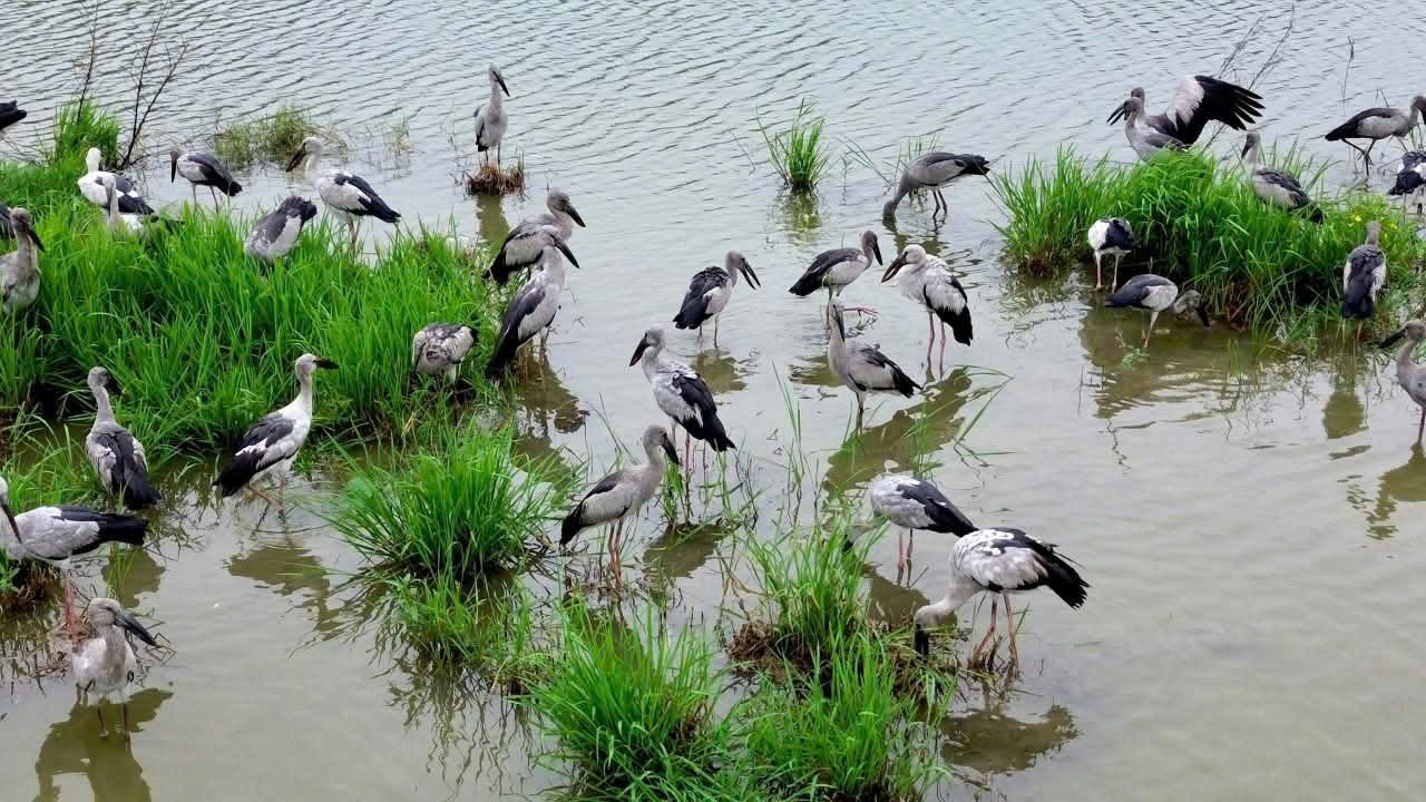 Khi những cánh chim trở lại
