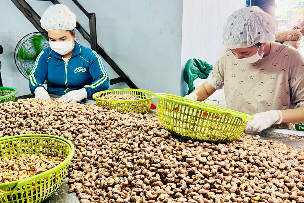 Chế biến hạt điều tại Xuân Lộc, Đồng Nai. Ảnh: B.Nguyên. Nguồn: baodongnai.com.vn