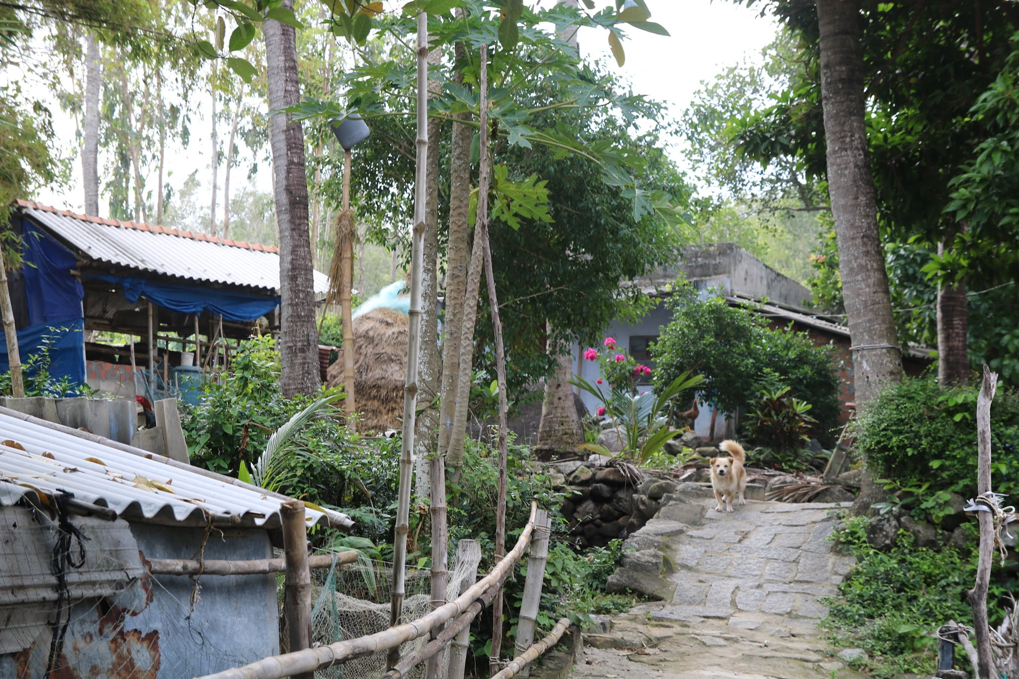 Những con ngõ, nếp nhà thanh bình ở Gò Cỏ (21)